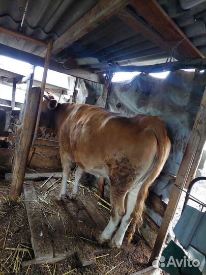 Корова на мясо