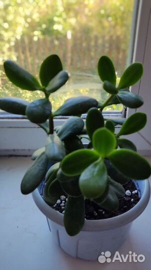 Толстянка - денежное дерево