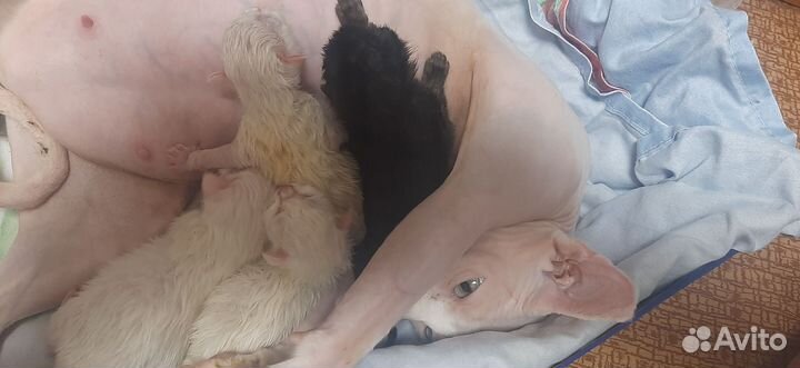 Котята отдам бесплатно