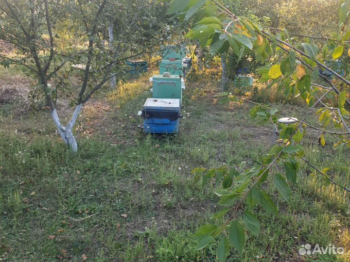 Улей с пчелами