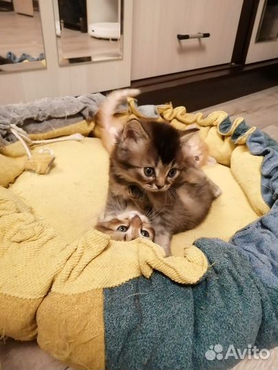 Шотландские котята