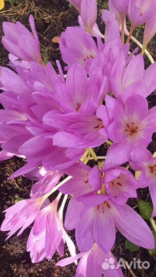 Безвременник