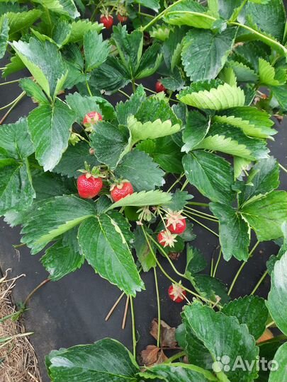 Рассада клубники