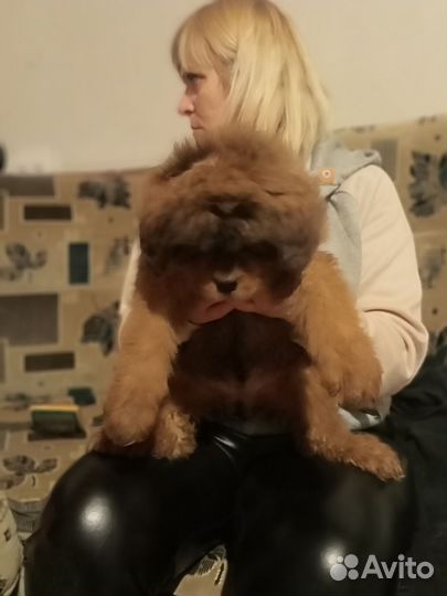 Тибетский мастиф щенки