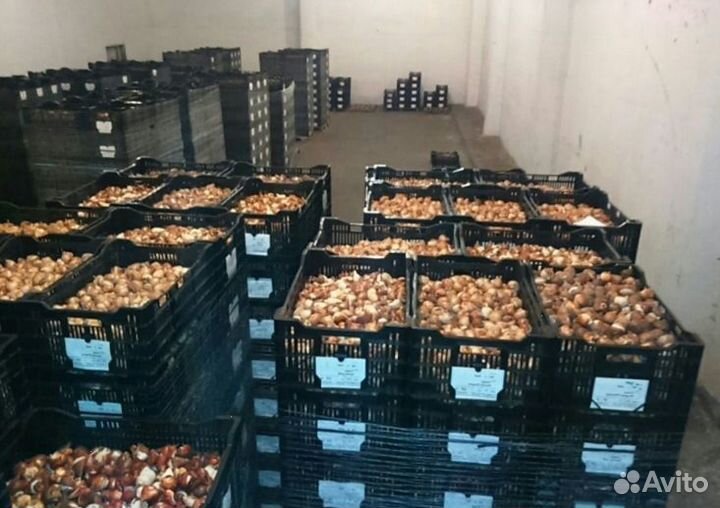 Луковицы тюльпанов оптом