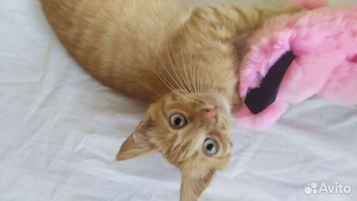 Рыжий котенок