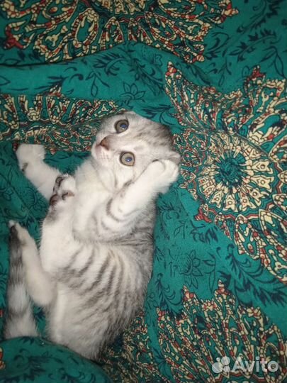 Счастье в дом)