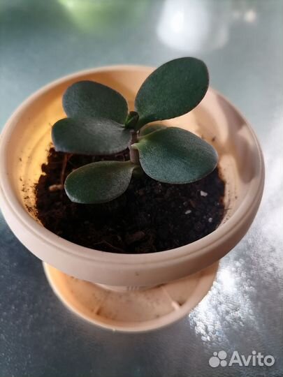 Пеларгония герань и толстянка