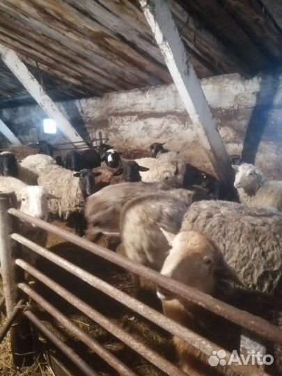 Курдючные бараны овцы