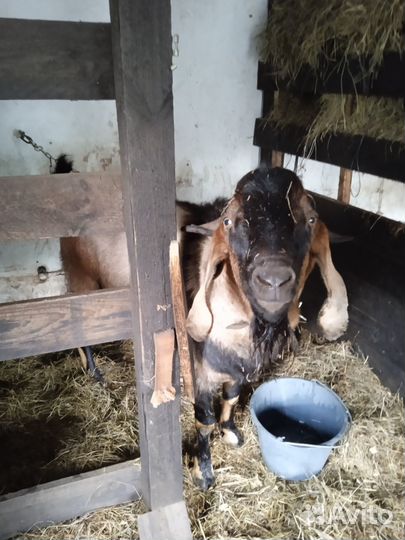 Продам козлят