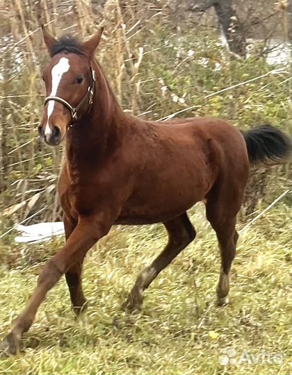Жеребчик англо-дончак
