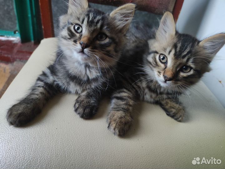 Котята в добрые руки мальчики