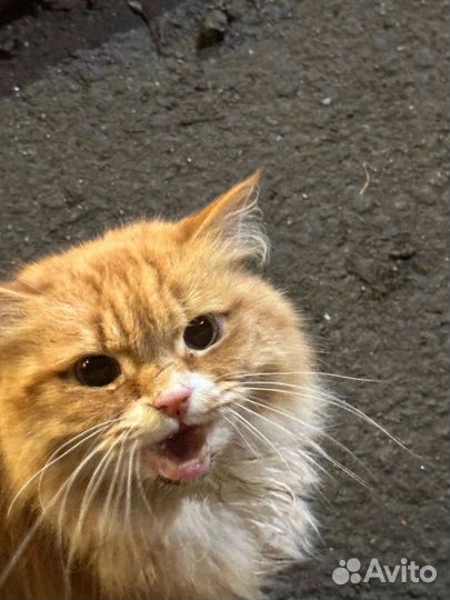 Кот в добрые руки