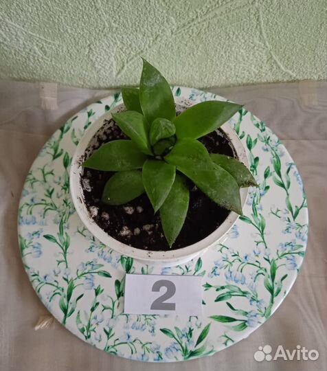 Суккуленты