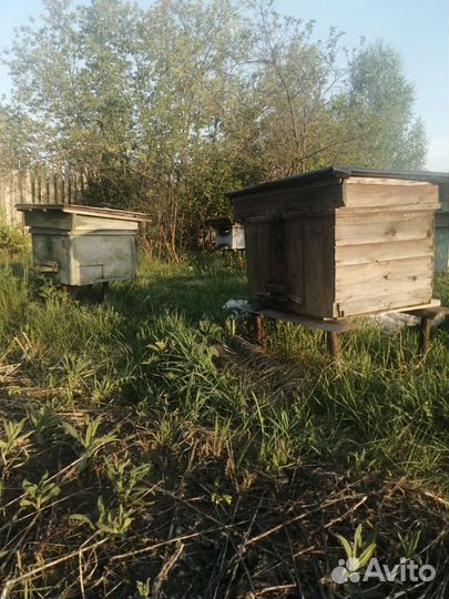 Улей с пчелами