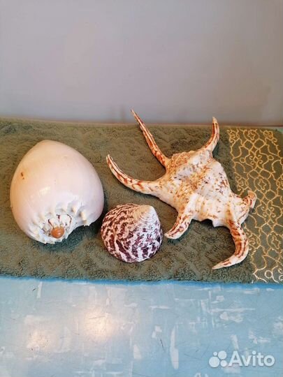 Морские ракушки раковины - сувенир