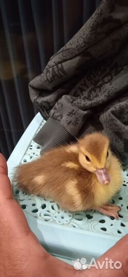 Продажа индоутят