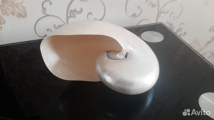 Морская раковина Наутилус