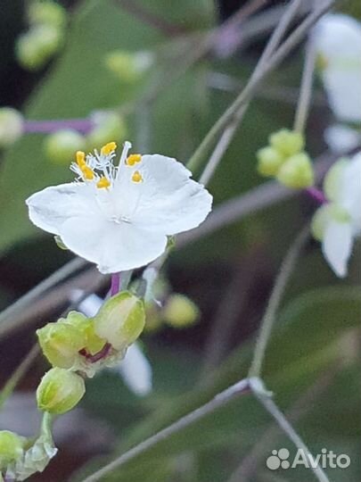Традесканция Фата Невесты. Каллизия