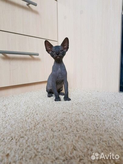 Канадский красавец-сфинкс. Вязка