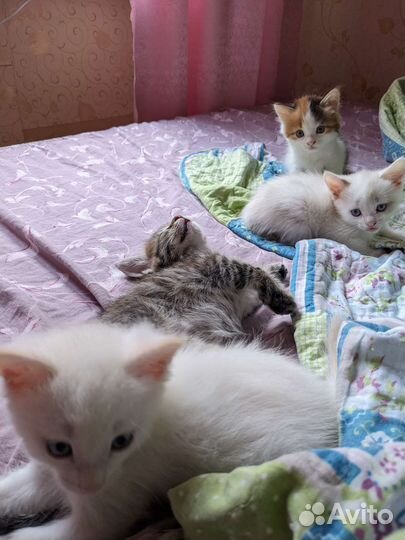 Котята бесплатно