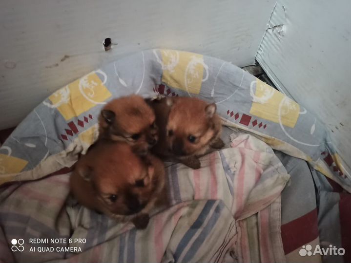 Щенки шпица