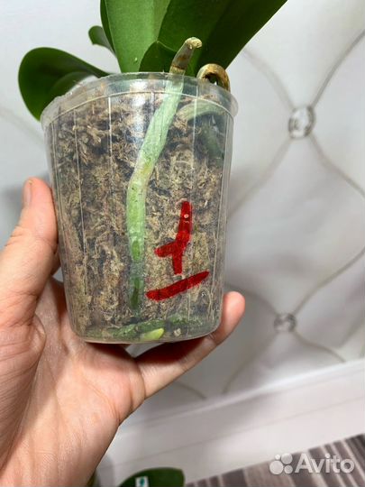 Mainshow Green Triangle орхидея