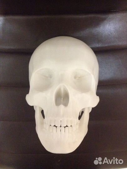 Череп человека в натуральную велечину