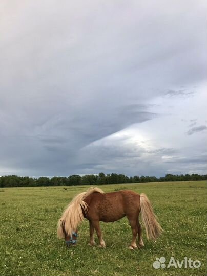 Продажа пони