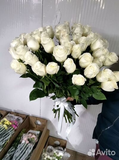 Розы, букет цветов, 101 роза, 51 роза Розы опт