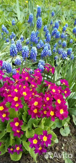 Цветы,рассада