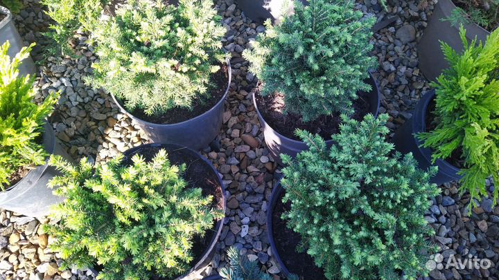 Ель карликовая