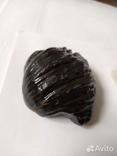 Окаменелость Брахиопод