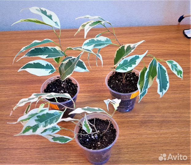 Фикусы сортовые (все фото в наличии)