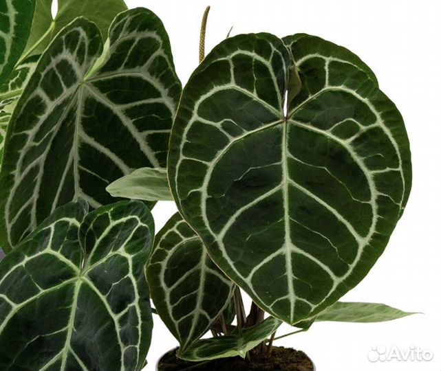 Антуриум Crystallinum Karma Crystal Hybrid