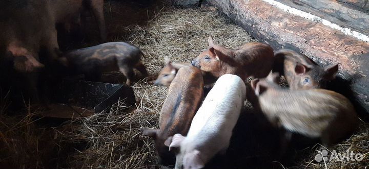 Мясо свинина домашняя