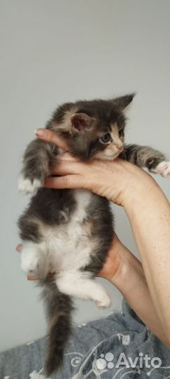 Кошечка Мейн Кун