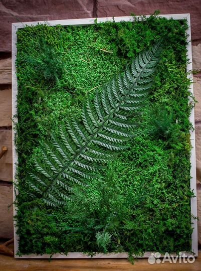 Стабилизированный мох для интерьера