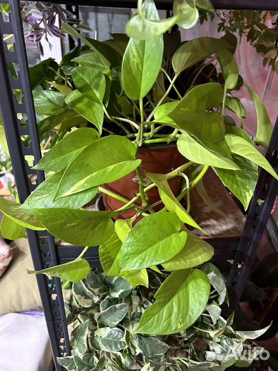 Сциндапсус (эпипремнум) сортовые