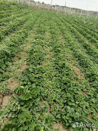 Рассада клубники азия +