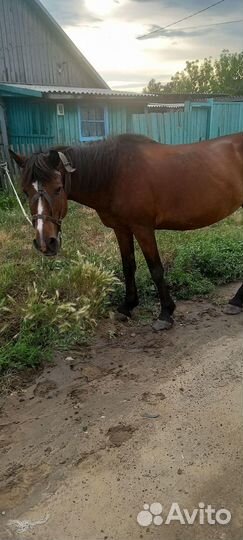 Продам кобылу