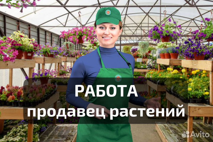 Продавец растений, выплата зп ежедневно