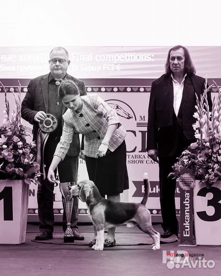 Бигль. Вязка