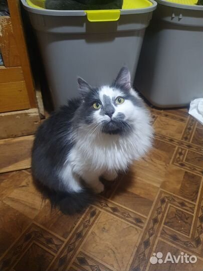 Кошка молоденькая