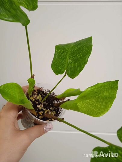 Калатея нетворк