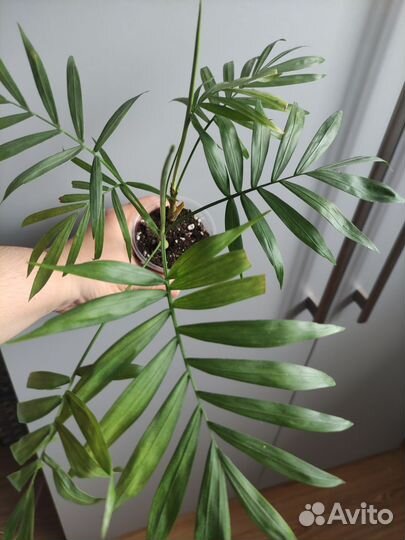 Пальма хамедорея