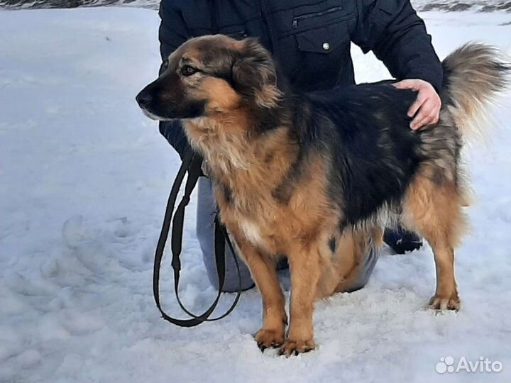 Метис овчарки