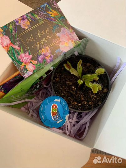 Подарочный набор с хищными растениями