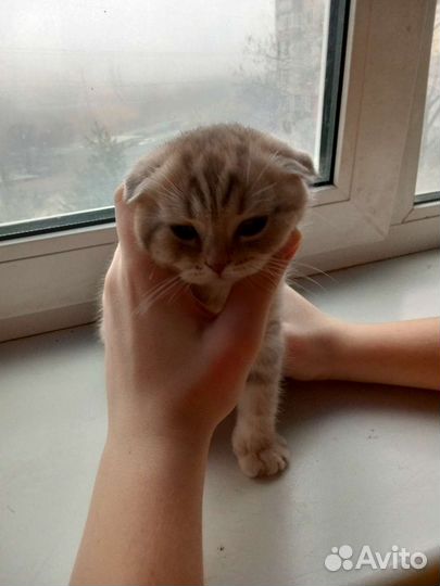 Шотландские прямоухий кот на вязку