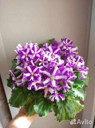 Фиалка химера